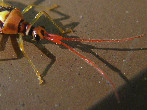 クスベニヒラタカスミカメ